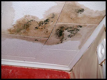 Hallandale Beach Emergency Restoration Hallandale Beach, FL 954-399-6342 Hallandale Beach Emergency Restoration Hallandale Beach, FL 954-399-6342